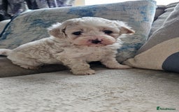 Mixed Breed dogs for sale: Maltipoo f2 very friendly - Image 3