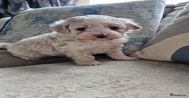 Mixed Breed dogs - Advert 9
