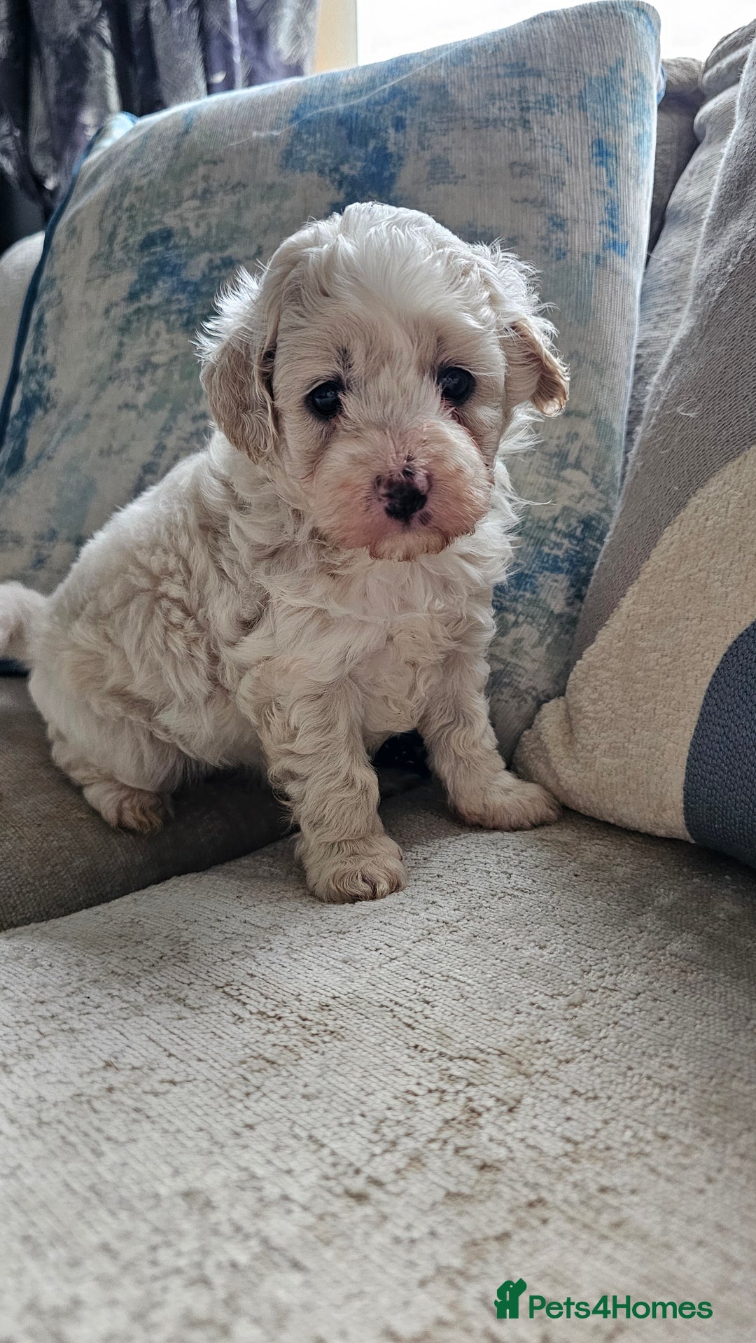 Mixed Breed dogs for sale: Maltipoo f2 very friendly - Image 3