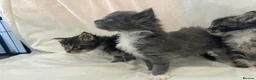 Maine Coon cats for sale: Mainecoon Kittens  - Advert 19