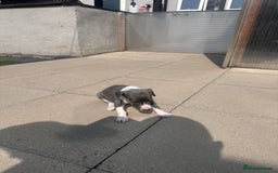 Whippet dogs for sale: Kc pedigree female whippet puppy  - Image 4