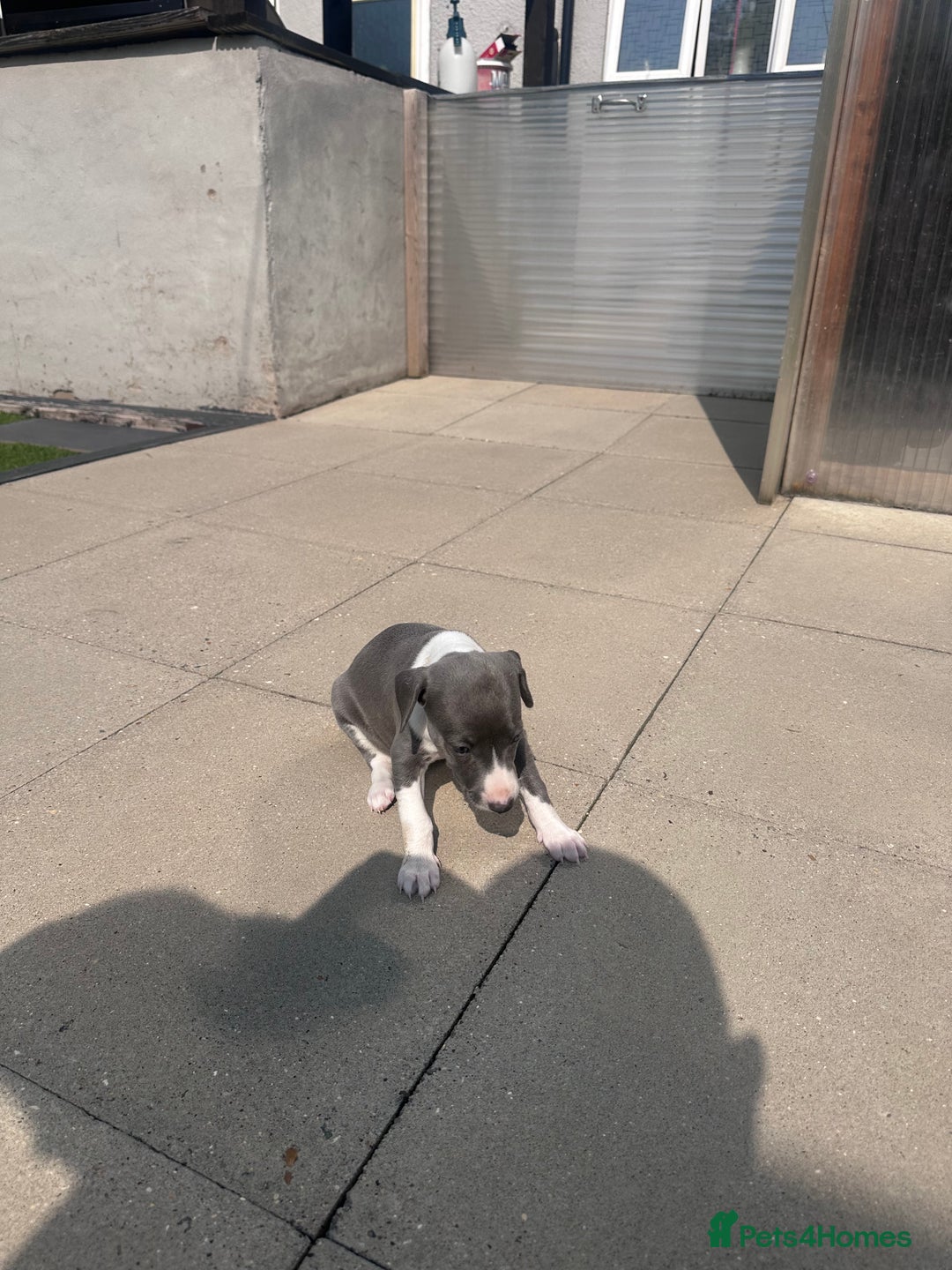 Whippet dogs for sale: Kc pedigree female whippet puppy  - Image 4