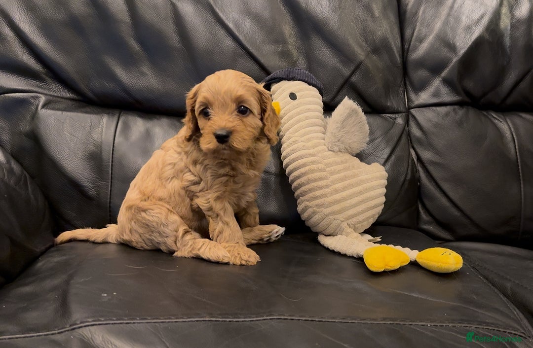 Cavapoo dogs for sale: Extensive DNA & Heart tested quality Cavapoo pups - Image 9
