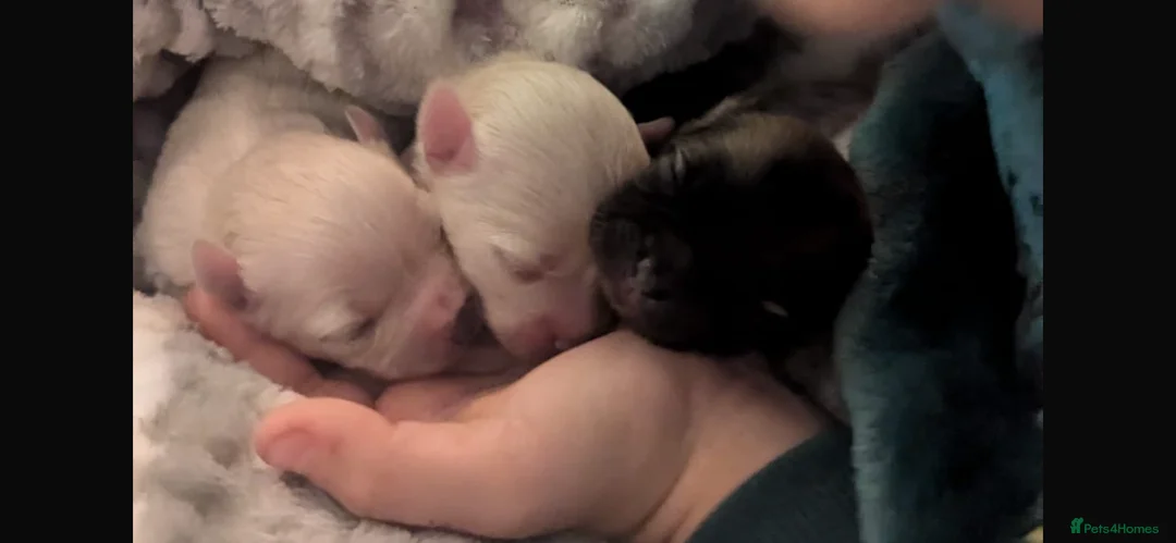 Pomeranian dogs for stud: 2kg, KC Registered, Proven, Pomeranian  in Cardiff - Advert 38