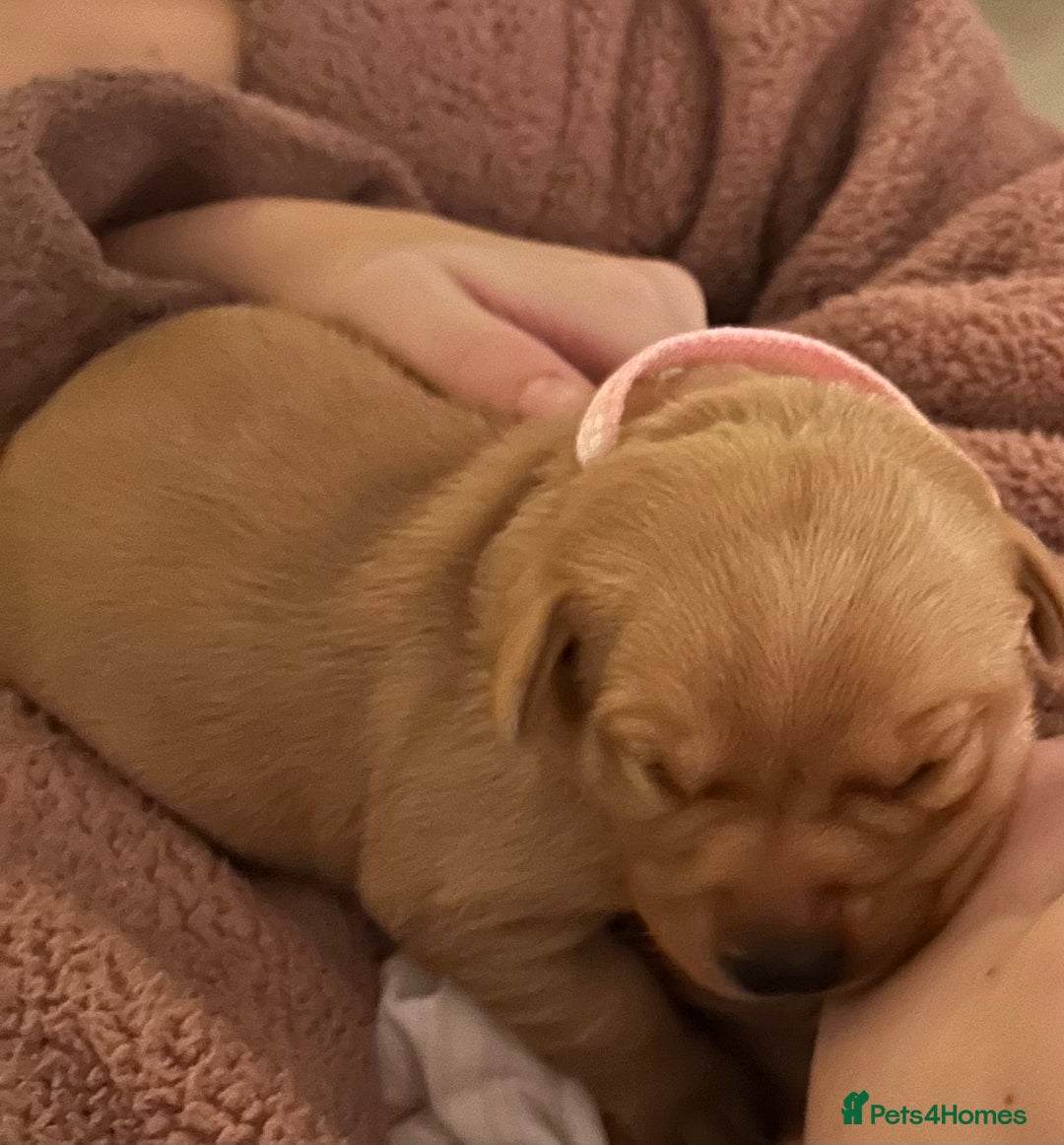 Labrador Retriever dogs for sale: Labrador puppies for sale  - Advert 25