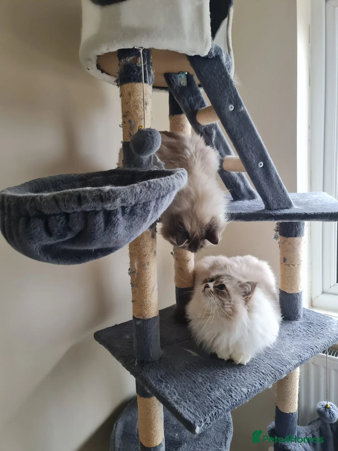 Siberian cats for stud: Gorgeous Champion Line Siberian for Stud in Reading - Advert 4