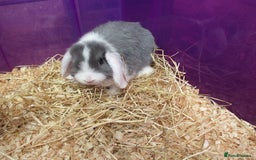 Mini Lop rabbits for sale: Baby Mini Lops - Image 5