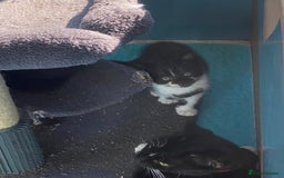 Mixed Breed cats for sale: 2 boys 1 girl left - Image 11