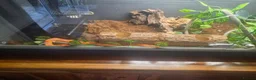 Corn Snake reptiles for sale: Clive – Corn Snake with Vivarium & Complete Setup  in Chorley - Advert 4