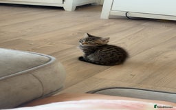 British Shorthair cats for sale: Black female and tabby male - Image 2