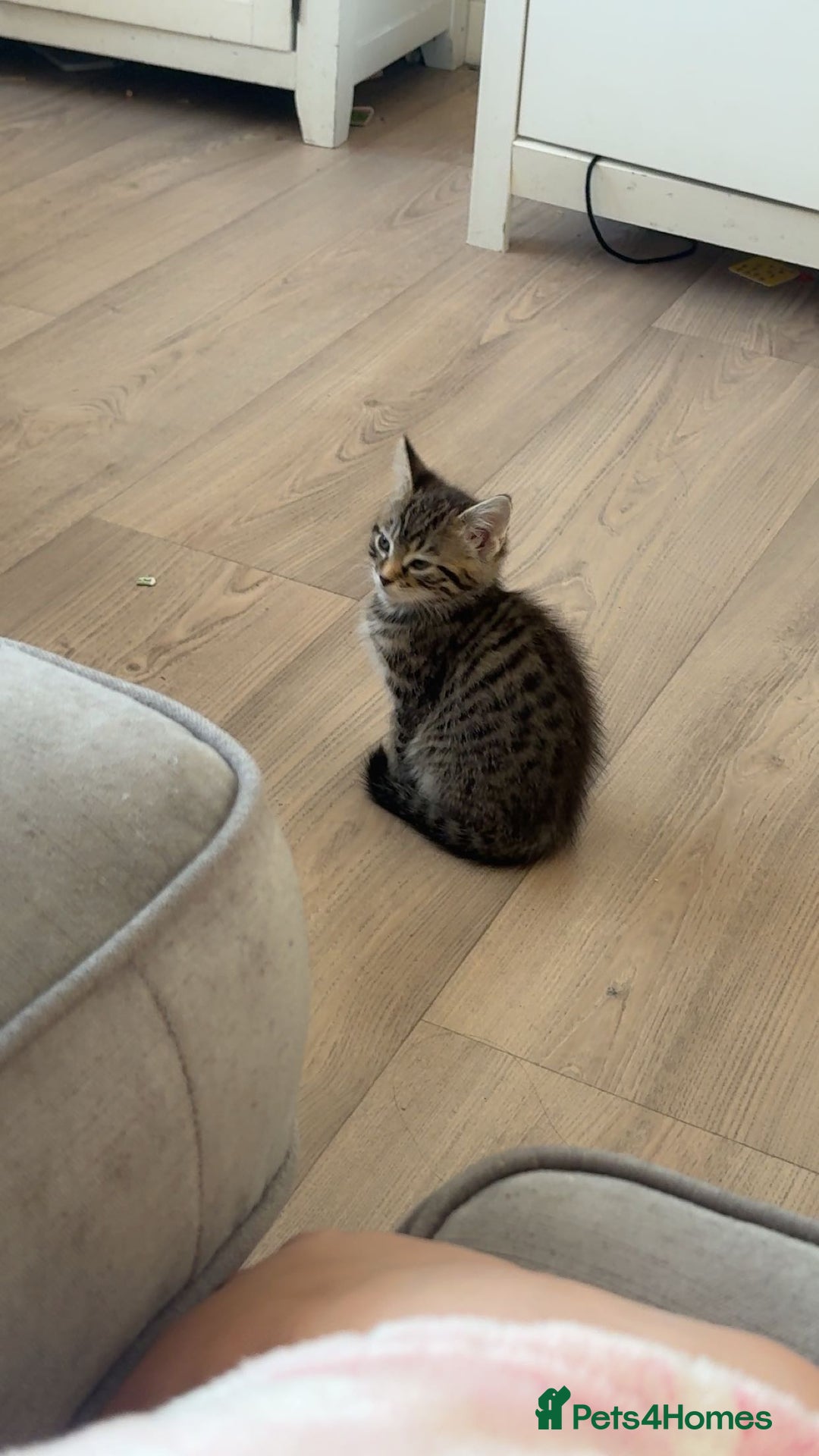 British Shorthair cats for sale: Black female and tabby male - Image 2