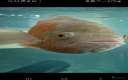 Other/Mixed Breed fish for sale: Albino arowana, redtail catfish, oscars, and more - Image 3