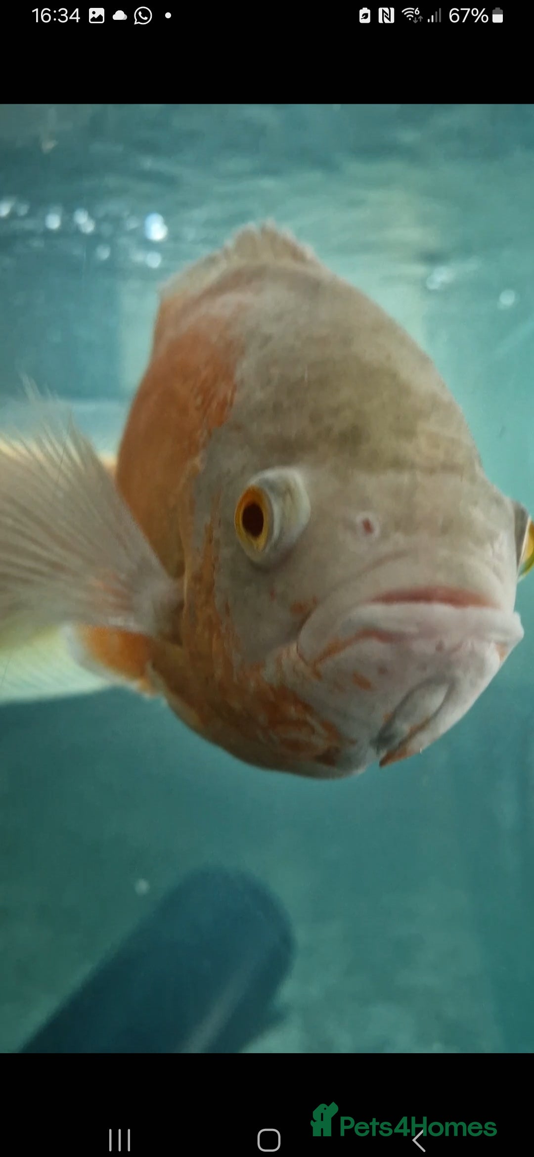Other/Mixed Breed fish for sale: Albino arowana, redtail catfish, oscars, and more - Image 3