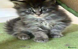 Maine Coon cats for sale: Stunning Mainecoon Kittens - Image 15