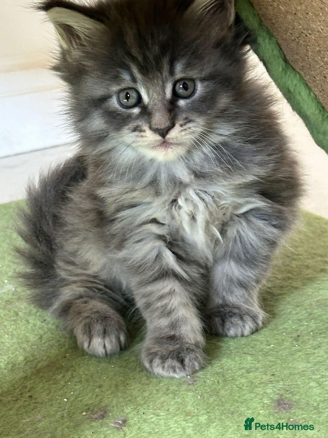 Maine Coon cats for sale: Stunning Mainecoon Kittens - Image 15