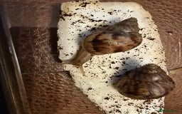 Snails invertebrates for sale: Baby giant african land snails - Image 1