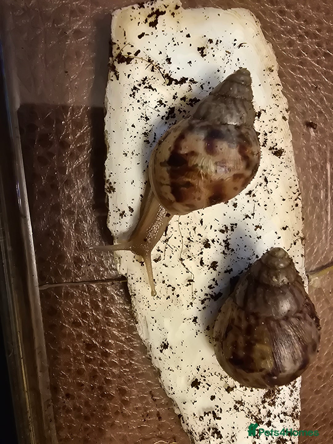 Snails invertebrates for sale: Baby giant african land snails - Image 1