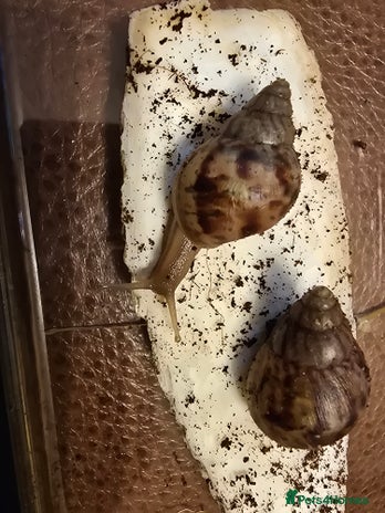 Snails invertebrates - Advert 10