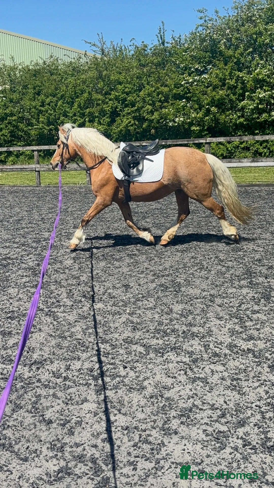 Welsh Section C horses for sale: Beautiful Welsh section c in Saffron Walden - Advert 2