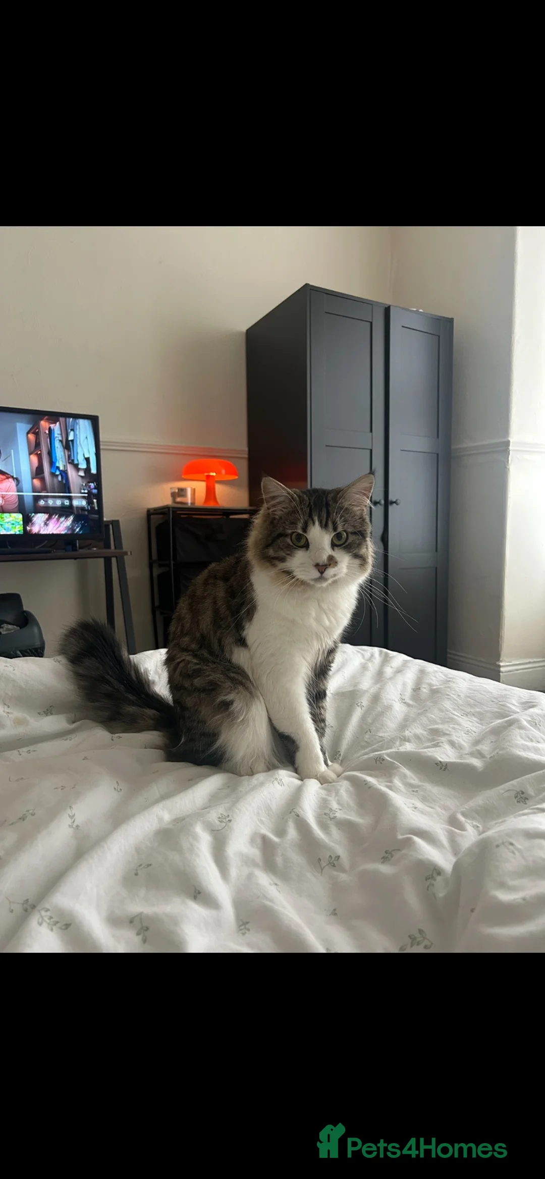 British Longhair cats for sale: 1 year old male looking for loving home  - Advert 2