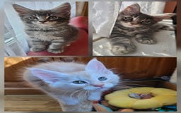 Maine Coon cats for sale: LARGE BREED Maine Coon cross  - Image 1