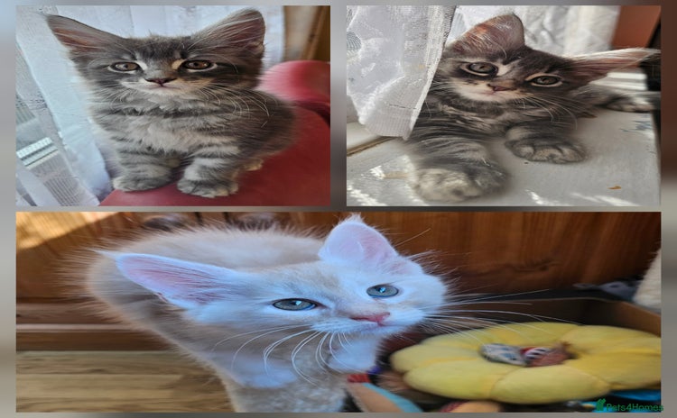 Maine Coon cats - Advert 5