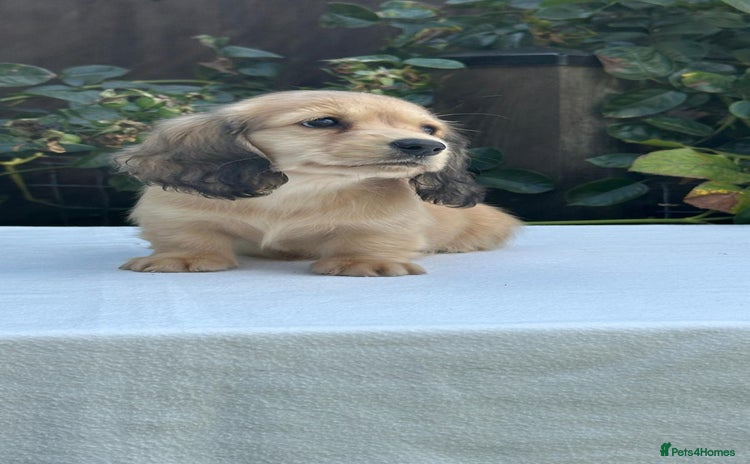 Miniature Dachshund dogs - Advert 4