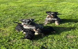 Schnoodle dogs for sale: Stunning Schnoodles, heath tested  - Image 9
