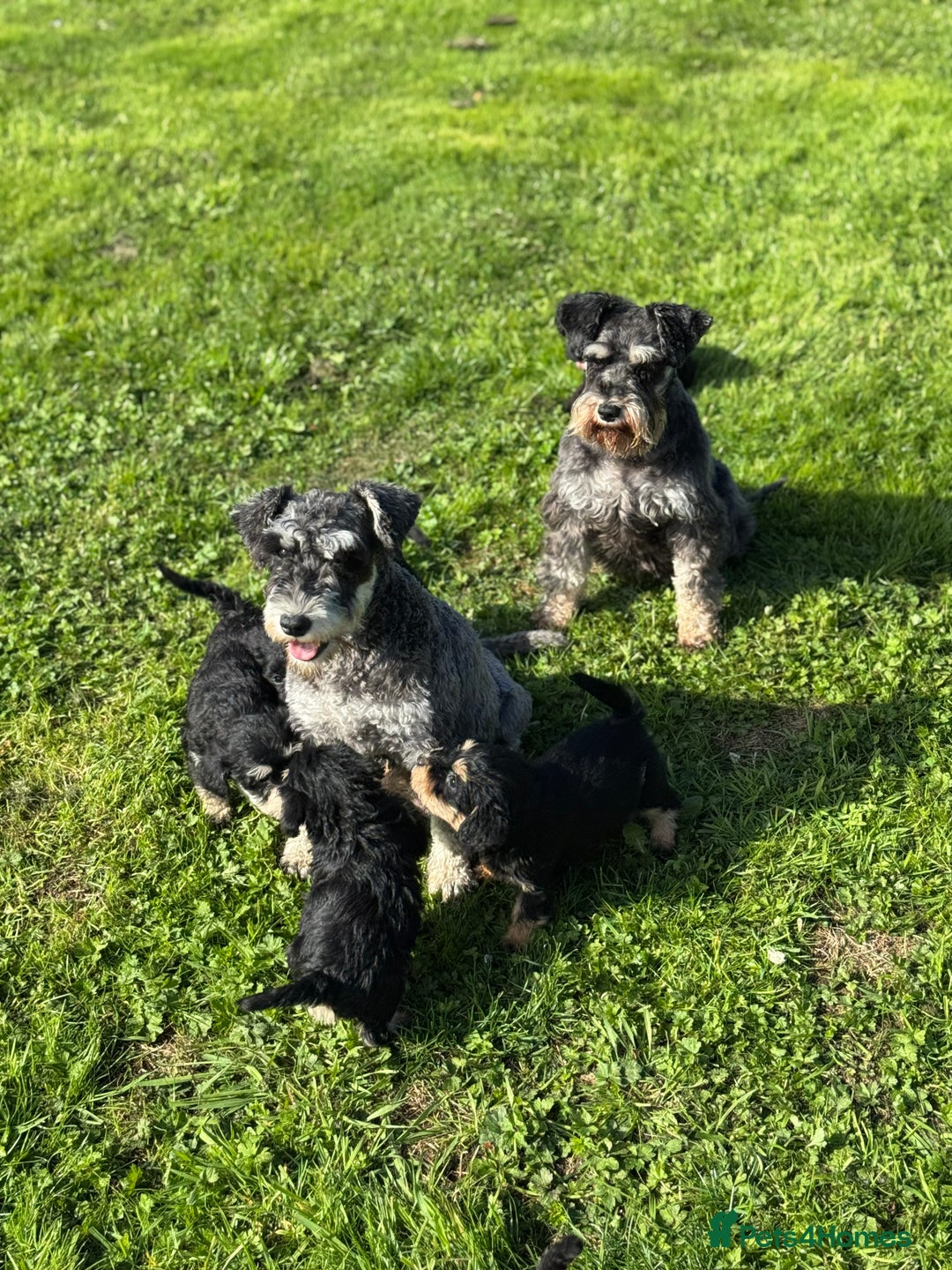 Schnoodle dogs for sale: Stunning Schnoodles, heath tested  - Image 9