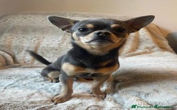 Mixed Breed dogs for sale: Miniature JackChi Puppy’s for sale.  - Image 4