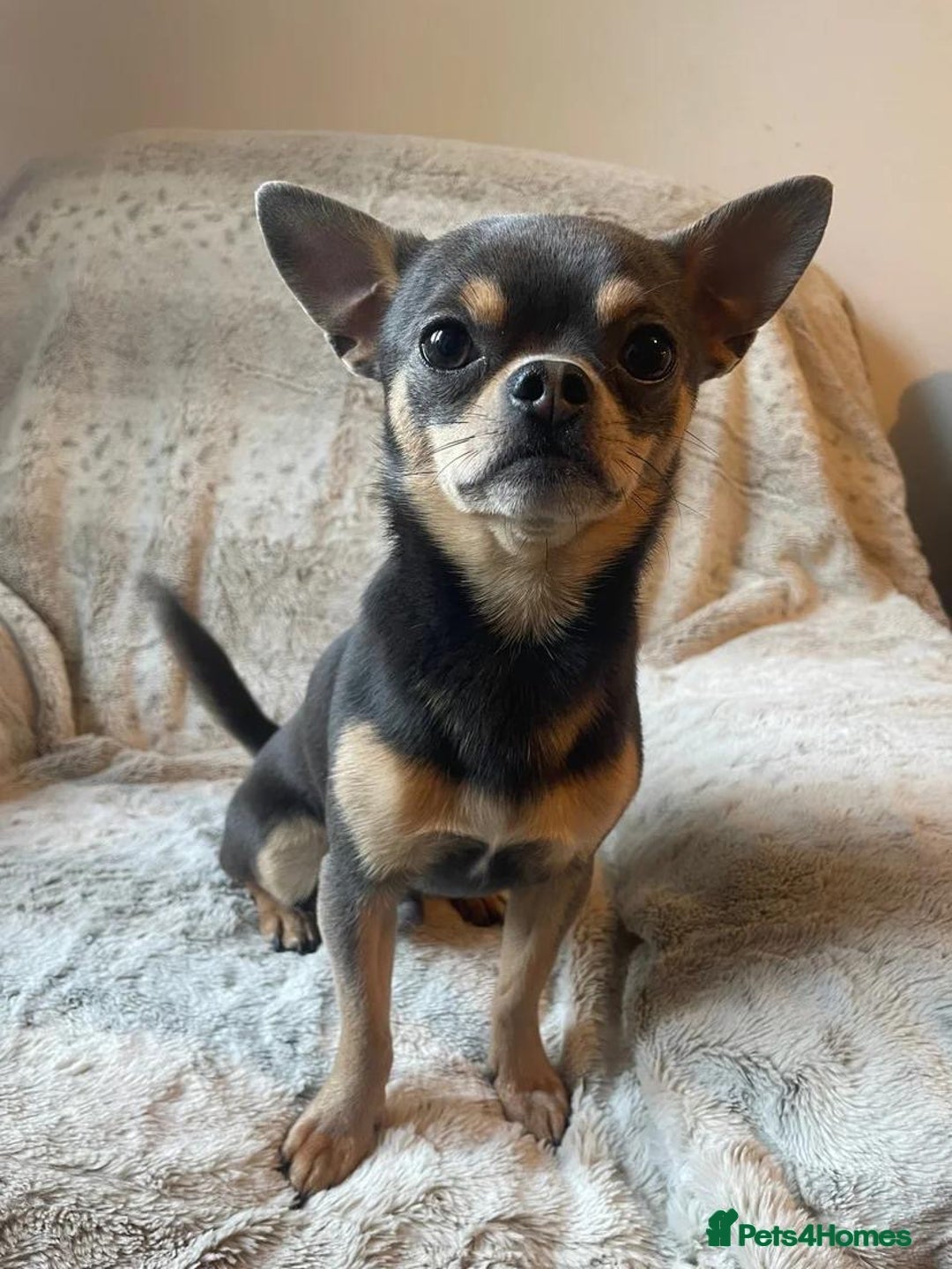 Mixed Breed dogs for sale: Miniature JackChi Puppy’s for sale.  - Image 4