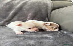Chihuahua dogs for sale: Long hair chihuahua puppies  - Image 17