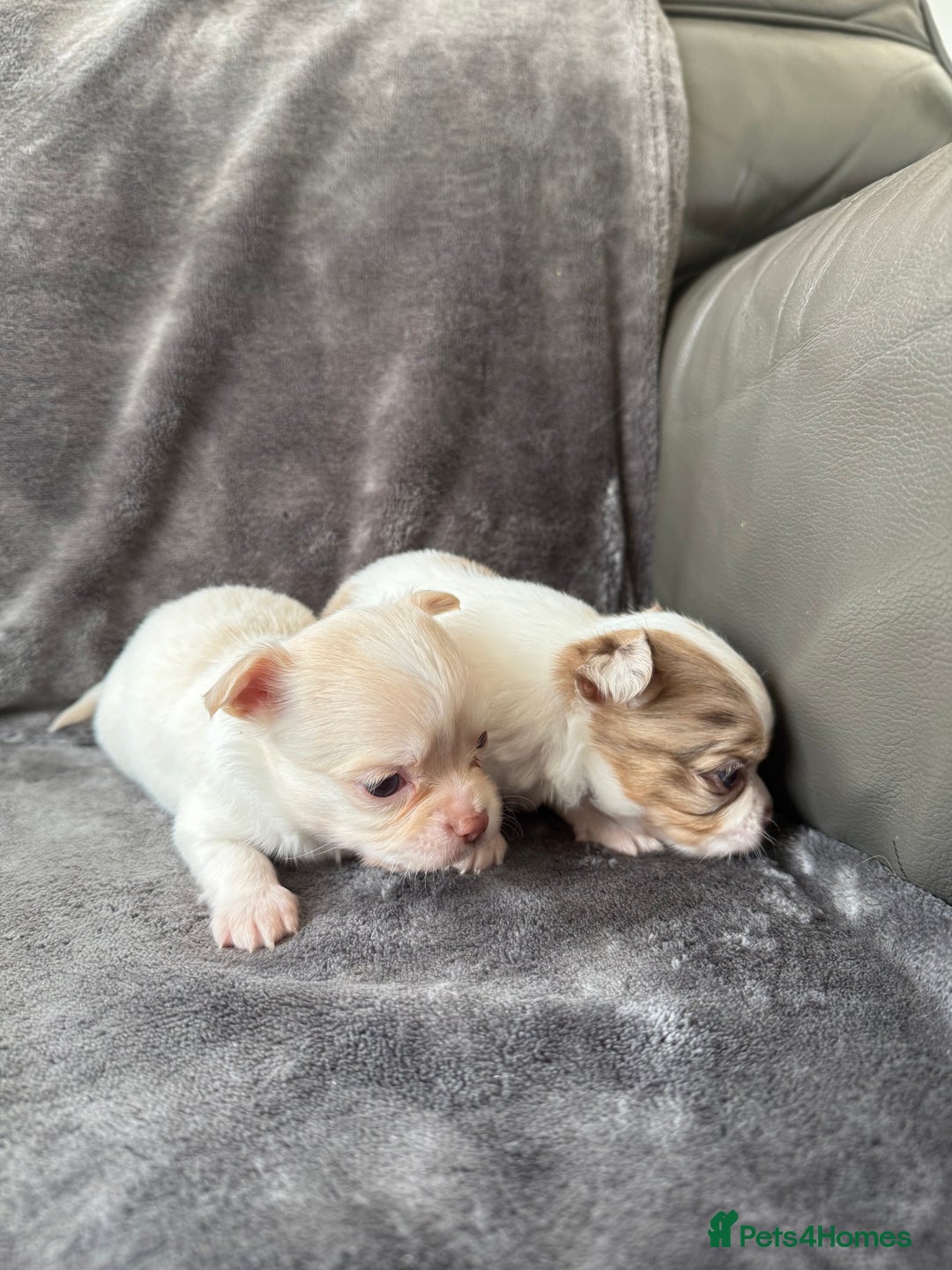 Chihuahua dogs for sale: Long hair chihuahua puppies  - Image 17