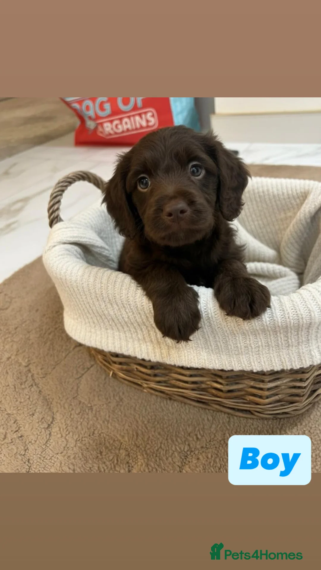 Labradoodle dogs for sale: Labradoodle puppies  - Advert 1