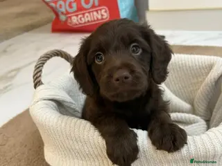 Labradoodle dogs Labradoodle puppies - Advert 18