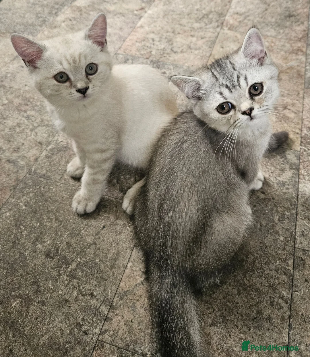 British Shorthair cats for sale: MUST GO GCCF Active British Shorthair Male  - Advert 6