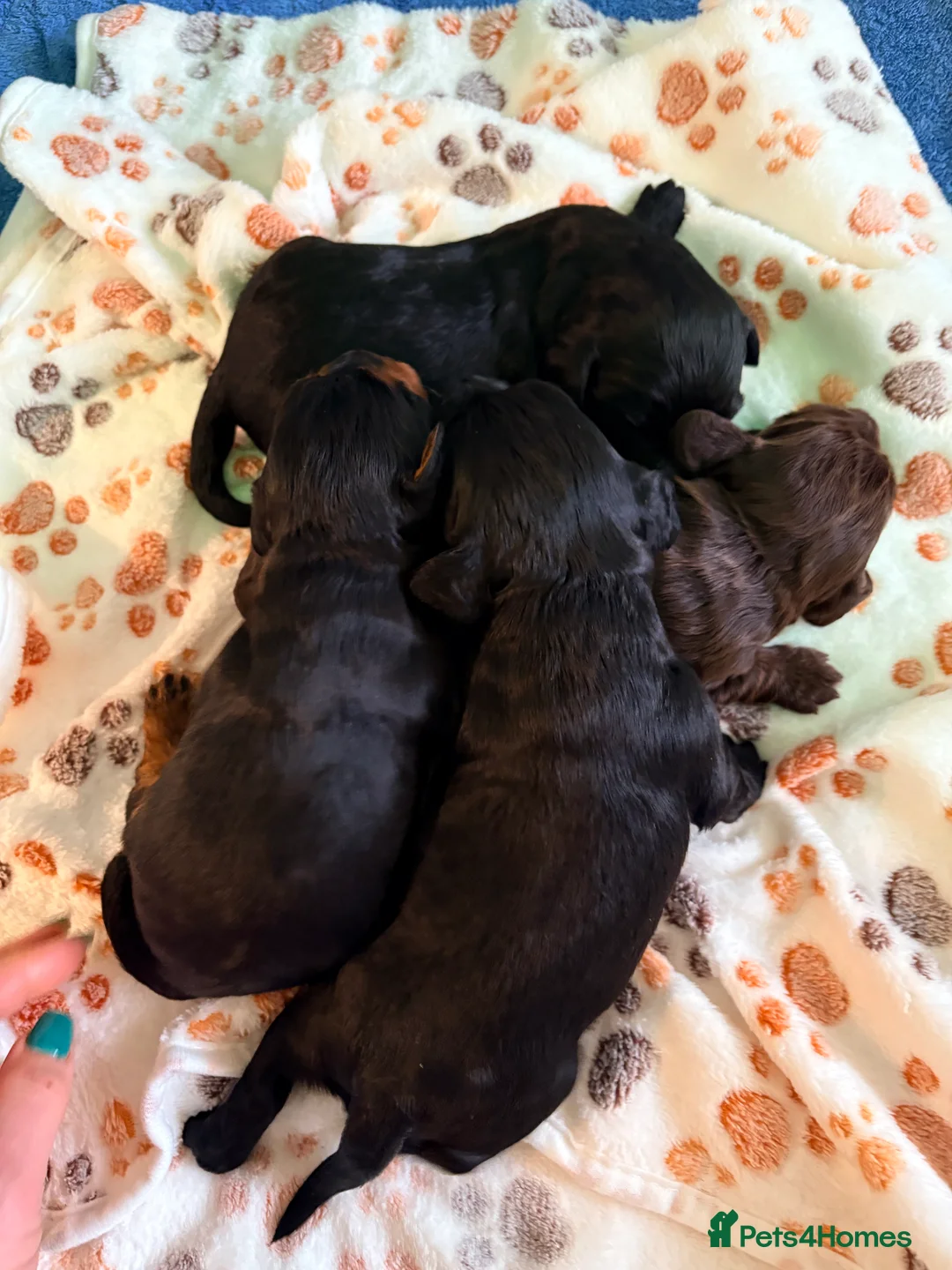 Cocker Spaniel dogs for sale: Kc reg working cocker spaniels  in Stirling - Advert 10