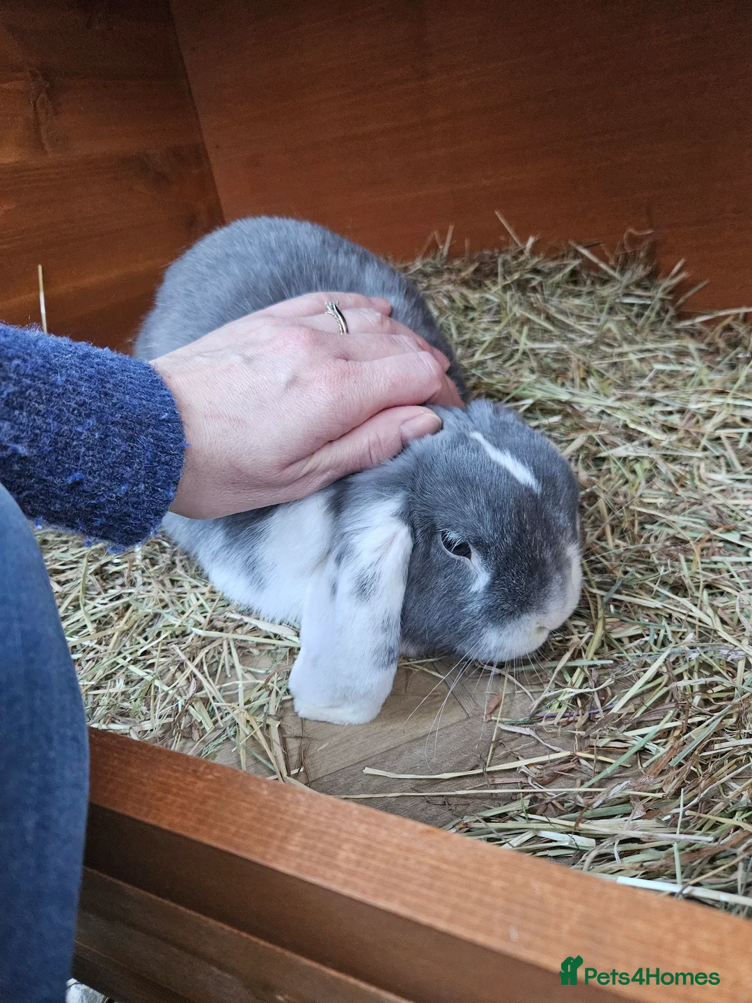 Mixed Breed rabbits for sale: Gorgeous bunnies need forever homes 💕 - Advert 3