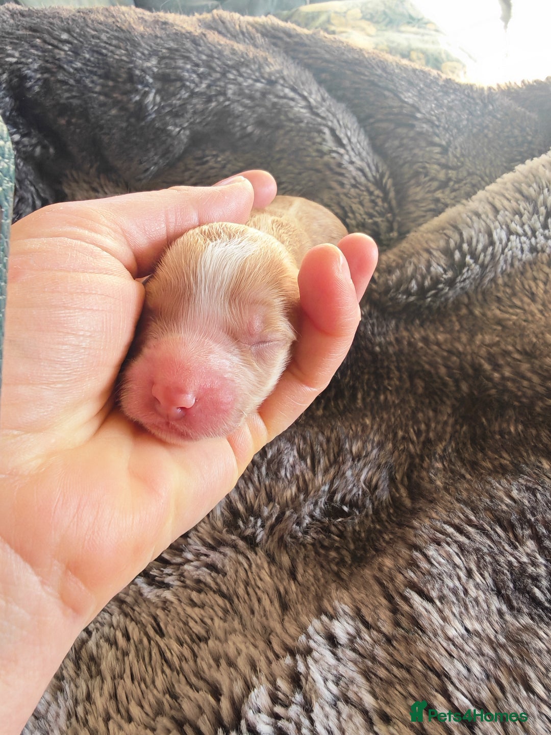 Cockapoo dogs for sale: Cockapoos F1 DNA Health tested patents - Advert 16