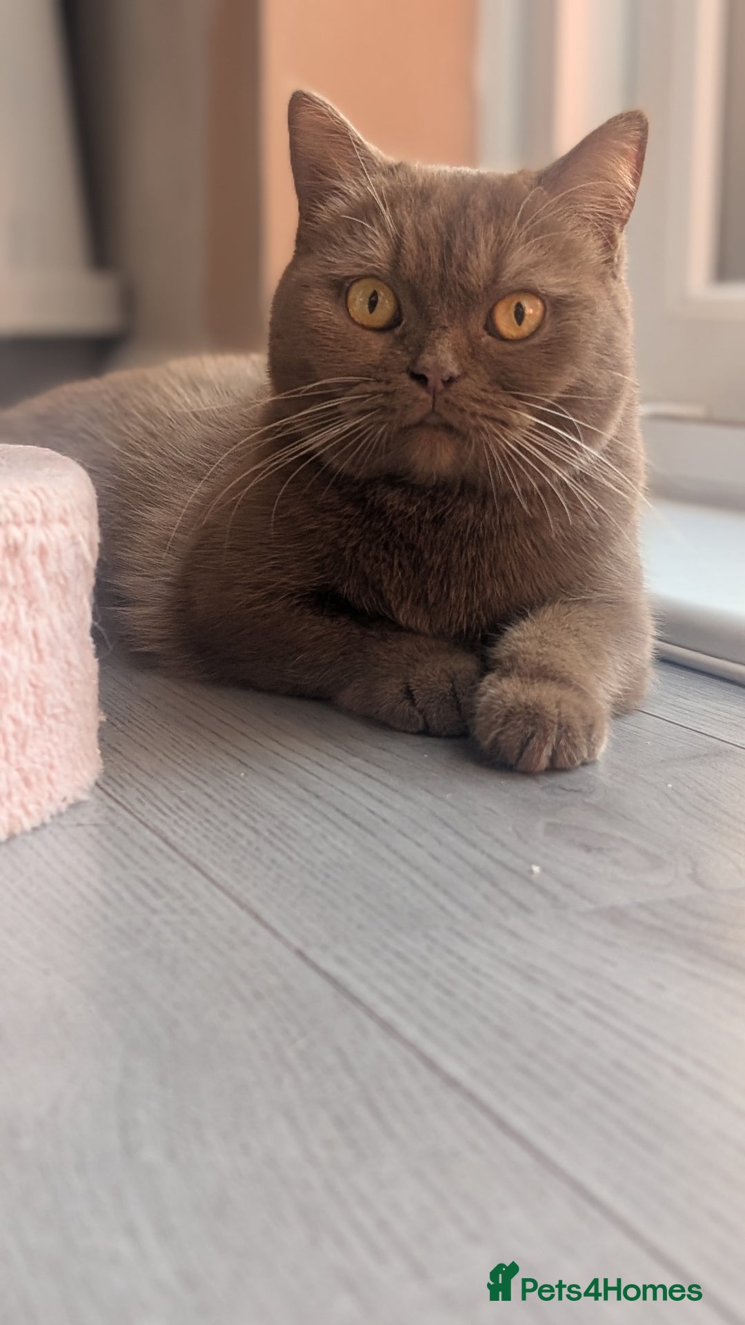 British Shorthair cats for sale: Active GCCF cinnamon female  - Advert 4