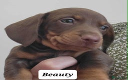 Miniature Dachshund dogs for sale: QUALITY MINIATURE DACHSHUND SMOOTH PUPS - Image 19