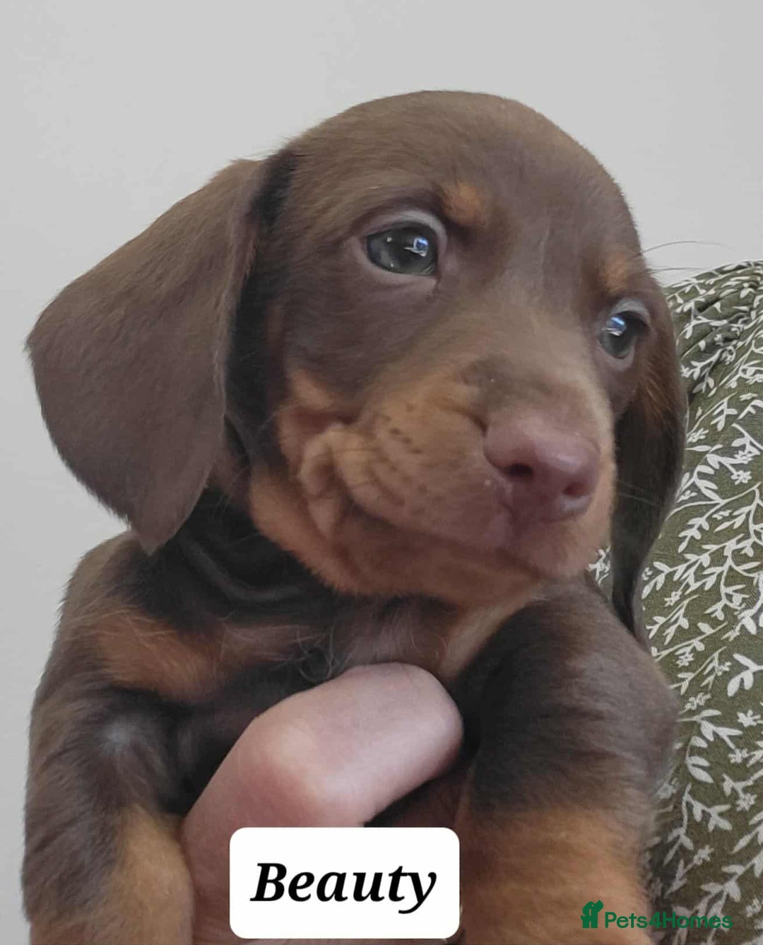 Miniature Dachshund dogs for sale: QUALITY MINIATURE DACHSHUND SMOOTH PUPS - Image 19