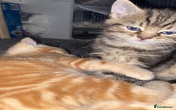 Mixed Breed cats for sale: 4 gorgeous kittens - Image 8