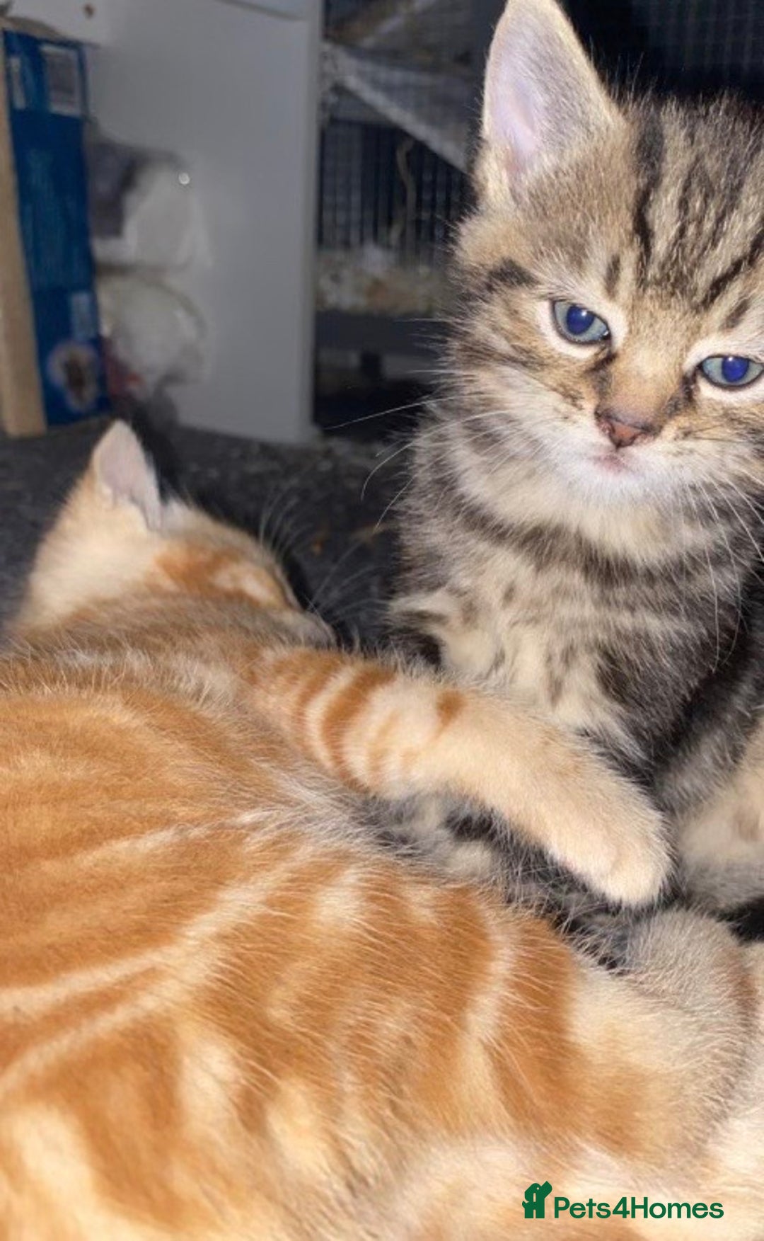 Mixed Breed cats for sale: 4 gorgeous kittens - Image 8