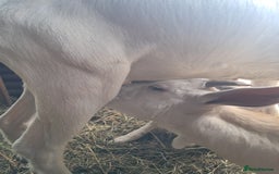 Goats livestock for sale: Twin dairy goats - Image 6