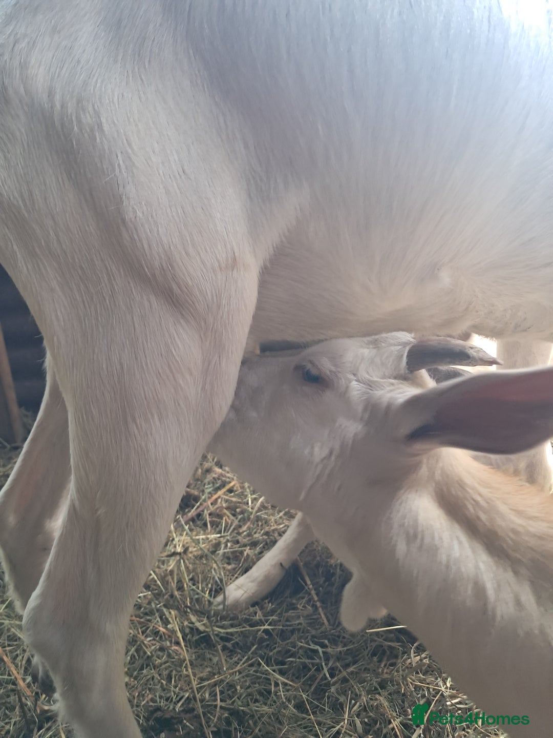 Goats livestock for sale: Twin dairy goats - Image 6