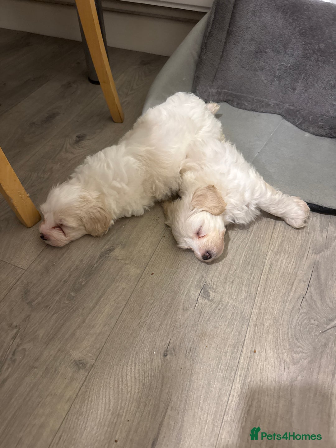 Maltese dogs for sale: Bichone Maltese  - Advert 7