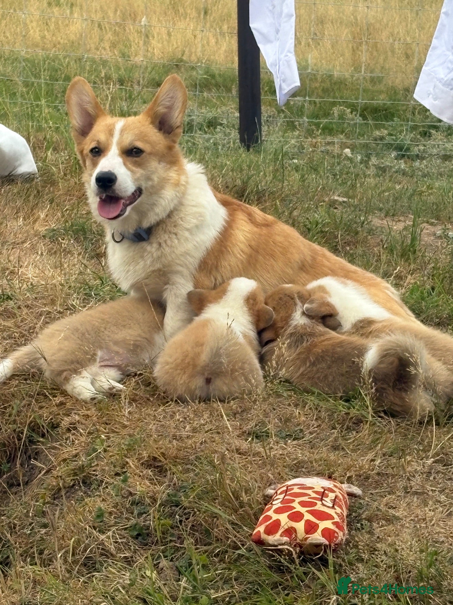 Welsh Corgi Pembroke dogs KC Pembrokeshire Corgi Puppies with Champion Lines - Advert 2