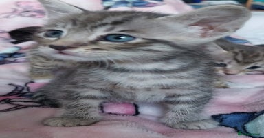 Savannah cats - Advert 2