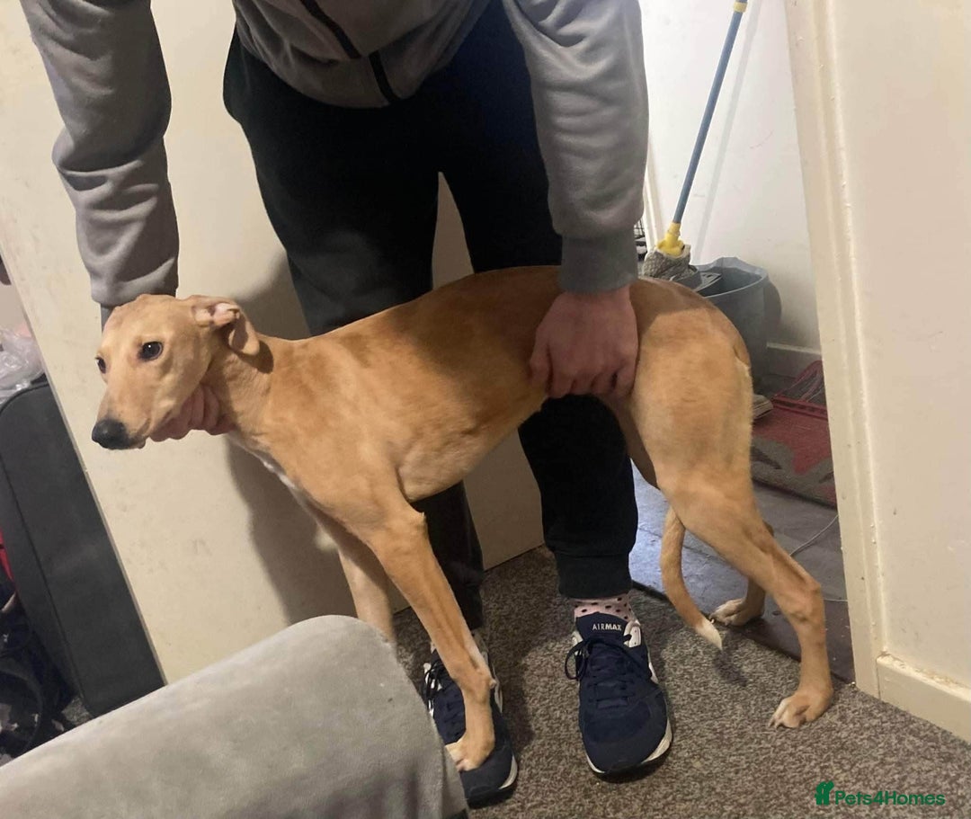 Mixed Breed dogs for sale: Merle Saluki Bull Collie Greyhound - Image 1